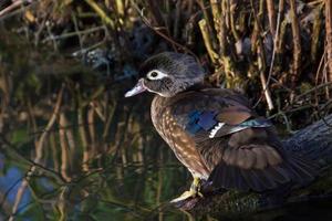 Wood Duck at the edge of a lake photo