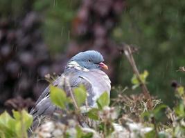 Wood Pigeon resting in a hedge photo