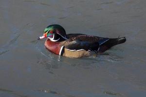 Wood Duck or Carolina Duck photo