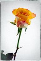 Close-up of a single orange rose stem and flower photo