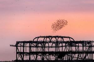 Estorninos sobre el muelle oeste abandonado en Brighton foto