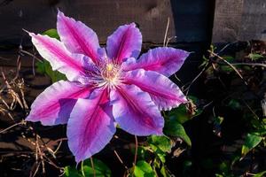 clemátide rosa en plena floración bajo el sol de noviembre foto