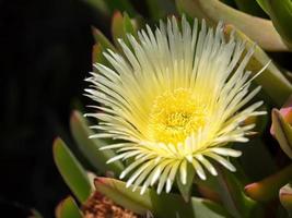 Yellow Flower blooming on the Costa del Sol photo