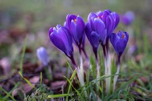 Azafranes floreciendo en East Grinstead foto