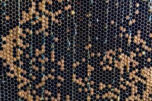 Honeycomb from bee hive filled with golden honey photo