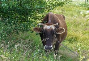 Photography on theme beautiful big milk cow photo