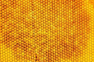 Honeycomb from bee hive filled with golden honey photo