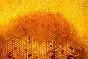 Honeycomb from bee hive filled with golden honey photo