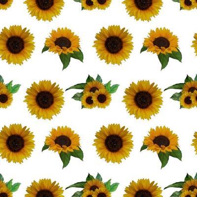 Sunflower Stock Photos, Images and Backgrounds for Free Download