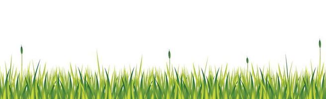 Realistic green grass with reeds isolated on white background - Vector