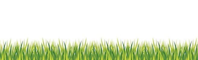 Realistic green grass on white panoramic background - Vector