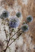 Cyprian Donkey Thistle growing in Cyprus photo