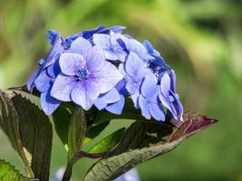 hortensia común azul foto