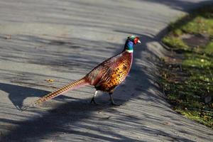 Common Pheasant walking along the road photo