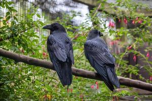 A pair of Common Ravens photo