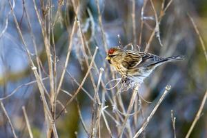 Common Redpoll Feeding on Plant Seeds photo