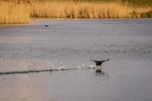 focha corriendo por el agua foto