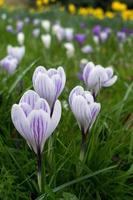 Crocuses Flowering in East Grinstead photo