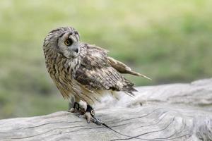 Short Eared Owl photo