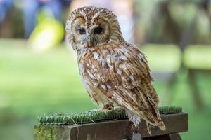 Alert Tawny Owl photo