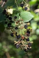 Wild Blackberries ready for picking in Sussex photo