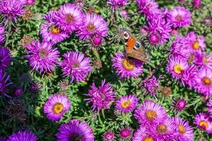 European Peacock butterfly photo