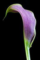 Purple Calla Lily photo