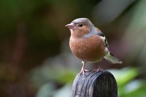 Common Chaffinch perched on a wooden bench photo