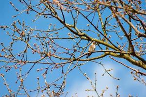 Common Linnet in a tree photo