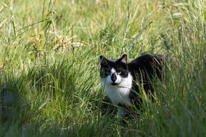 gato blanco y negro iluminado por el sol en hierba larga foto