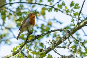 Robin singing in an Hawthorn tree on a summer's day photo
