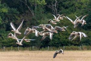 gansos grises volando sobre un campo de trigo recién cosechado foto