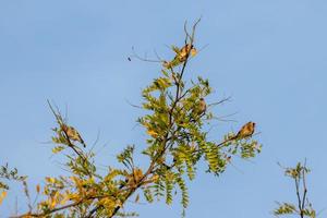 European Goldfinch enjoying the early morning late summer sunshine photo