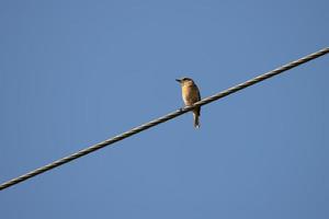 Female Common Stonechat clinging to a wire photo