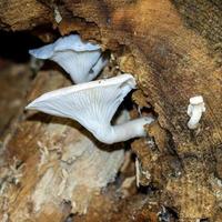 White mushroom growing on a rotting tree stump photo