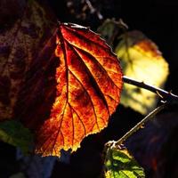 primer plano de algunas hojas de mora retroiluminadas por el sol de otoño foto