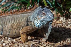 Iguana in close up