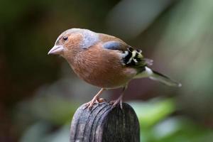 Common Chaffinch perched on a wooden bench photo