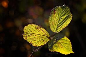 primer plano de algunas hojas de mora retroiluminadas por el sol de otoño foto