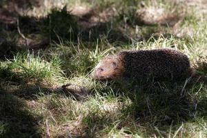 European Hedgehog in dappled light photo