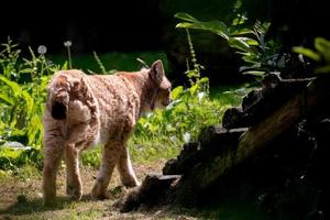 Young Northern Lynx walking in the sunshine photo