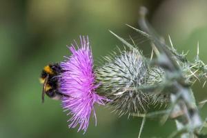 Buff-tailed bumblebee gathering pollen from a Thistle photo