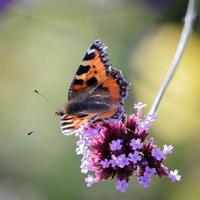 pequeña tortuga alimentándose de flores buddleia foto