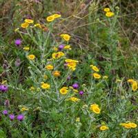 Common Fleabane and Thistles flowering near Ardingly Reservoir in Sussex photo