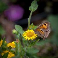 Meadow Brown Butterfly feeding on a Common Fleabane near Ardingly Reservoir in Sussex photo