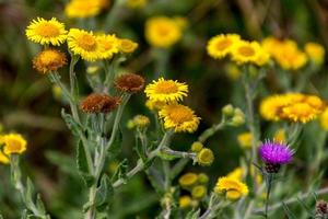 Common Fleabane and Thistles flowering near Ardingly Reservoir in Sussex photo