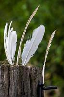 plumas blancas atrapadas en un poste de madera podrido foto