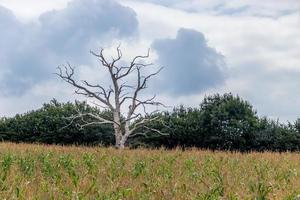 Dead tree in a field of maize near Ardingly