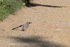 Eurasian Jay looking for seeds on the ground photo