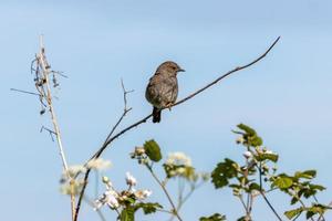 Hedge Accentor perching on a dead stem near East Grinstead photo